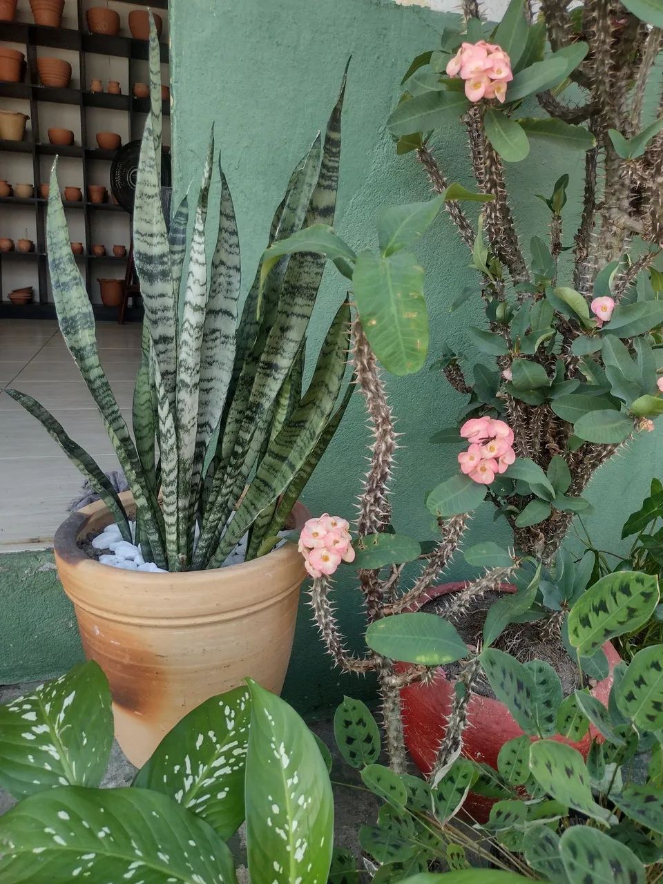Plantas de sol - Foto 3