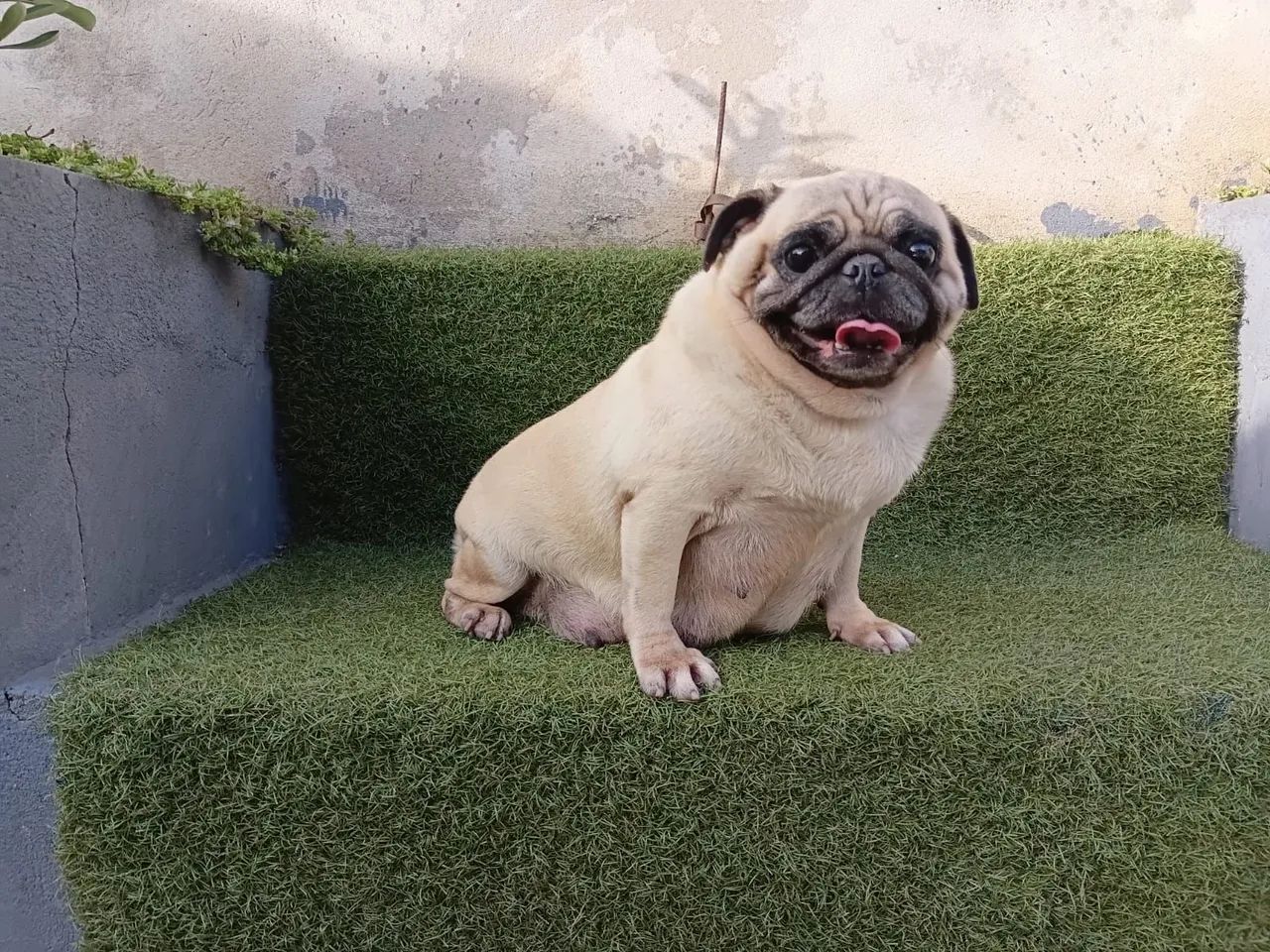 Criação de Pug macho e fêmea  - Foto 5