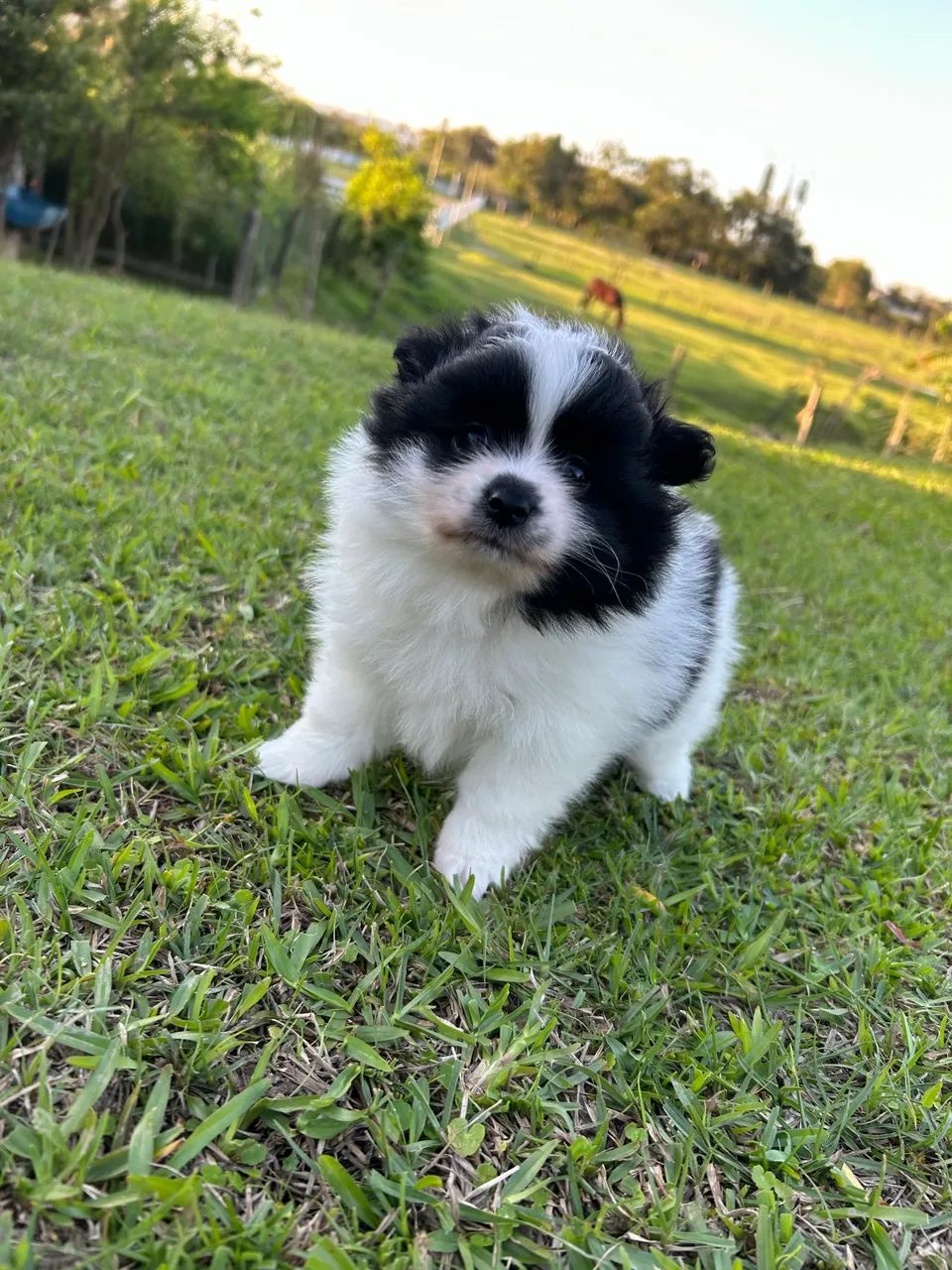 Spitz Alemão (Macho)