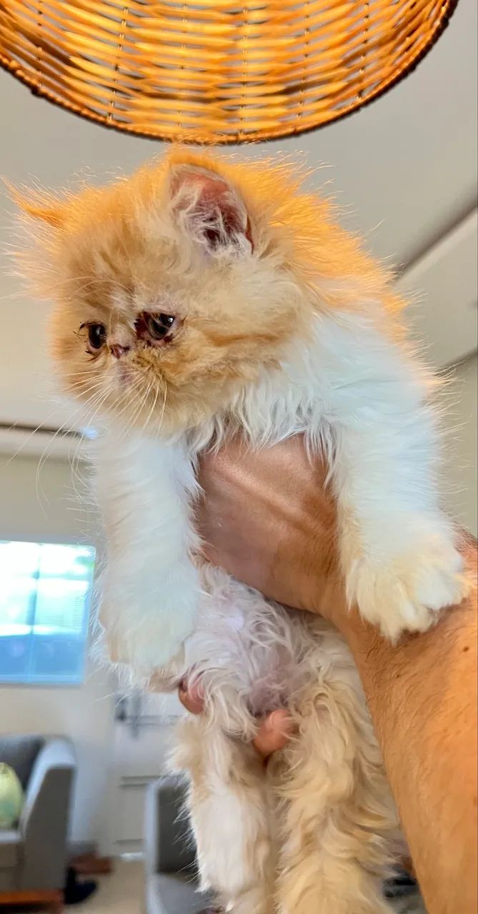 Filhotes de Gato PERSA 100% PUROS - Foto 2