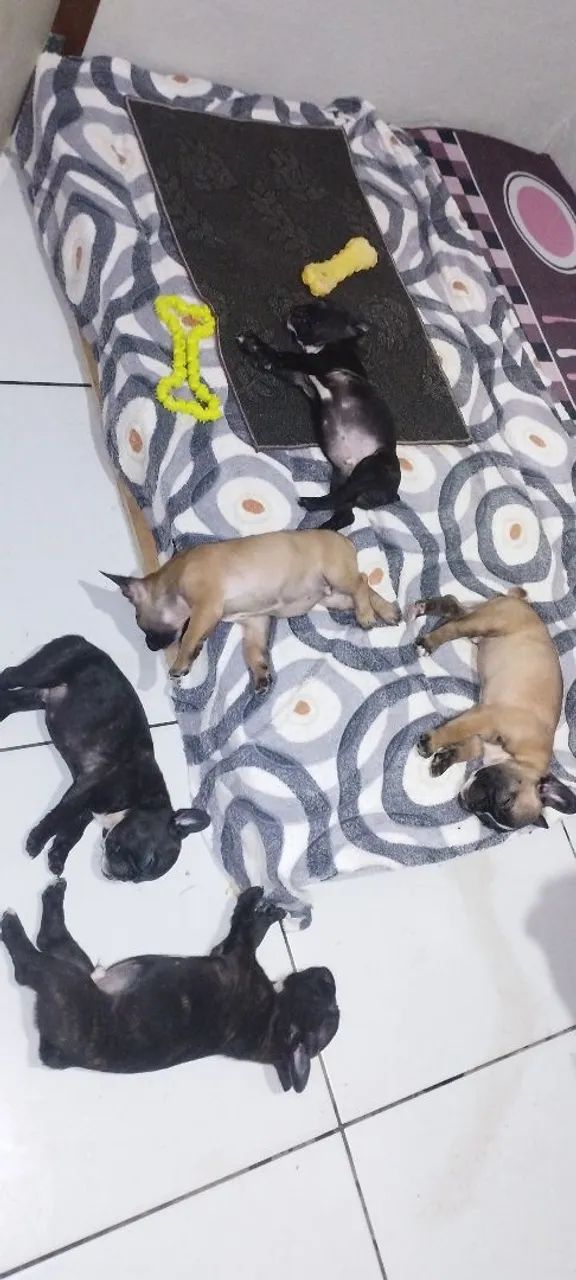 Bulldog francês 
