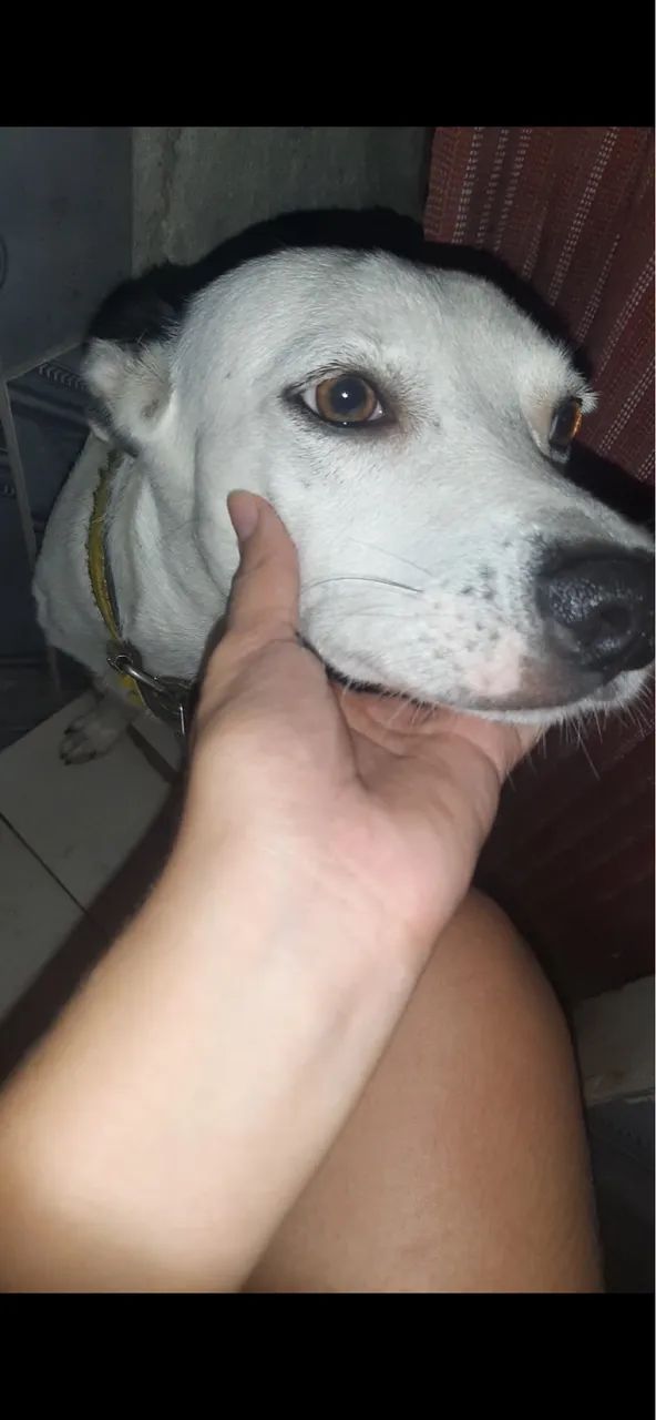 Adoção  - Foto 3