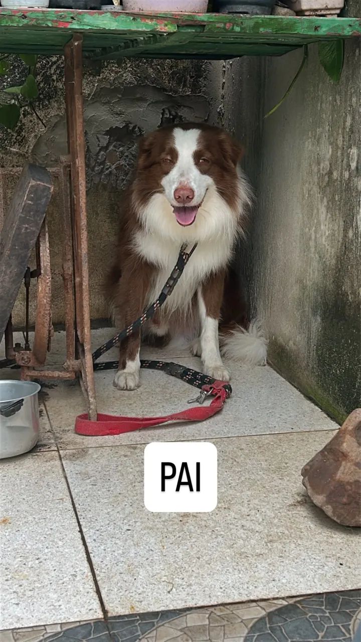 Filhote de Border Collie - Foto 4