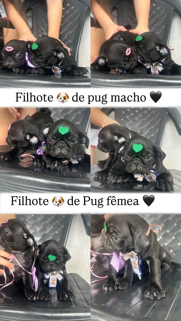 Pug com pedigree 