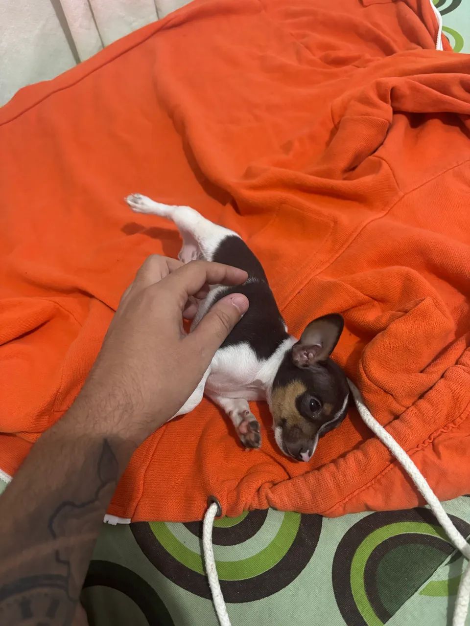 Pinscher macho  - Foto 2