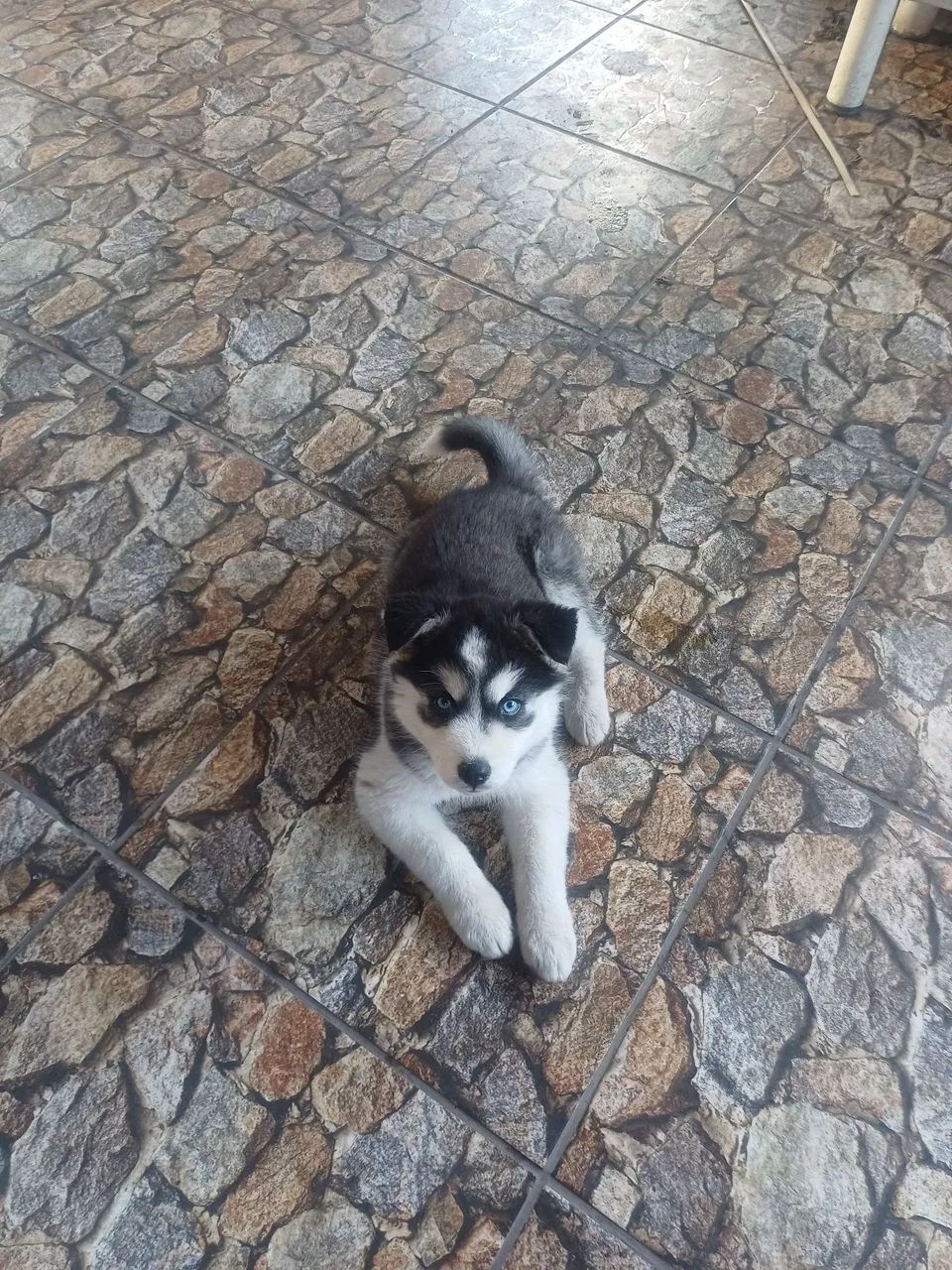 Husky siberiano 