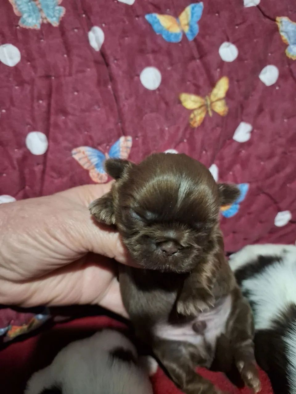 Vendas de cachorrinhos 