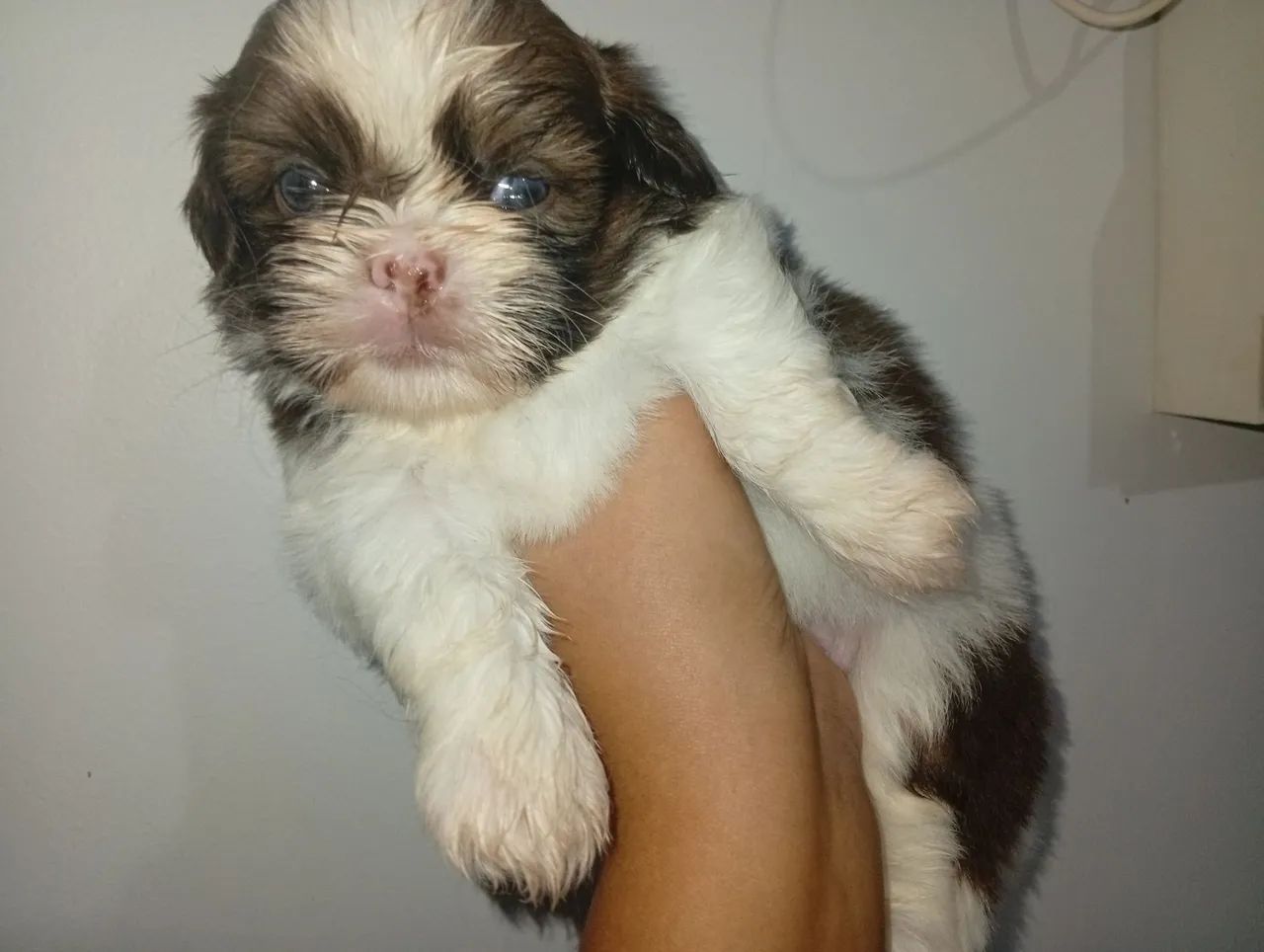 Shitzu Macho mini  - Foto 4