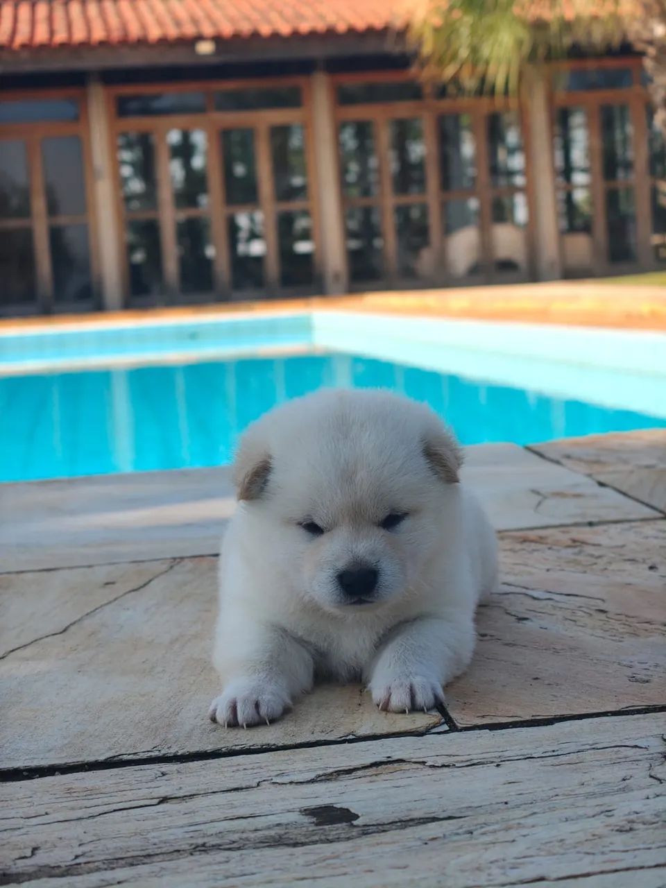 Shiba Inu - Foto 3