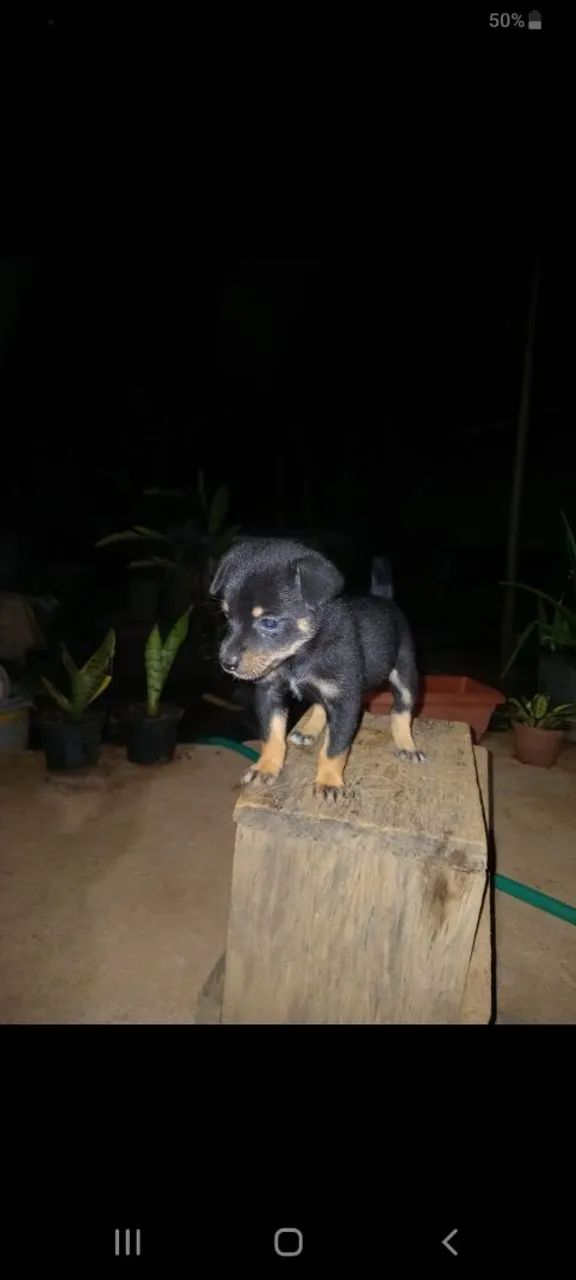 Vende se cachorro  - Foto 3