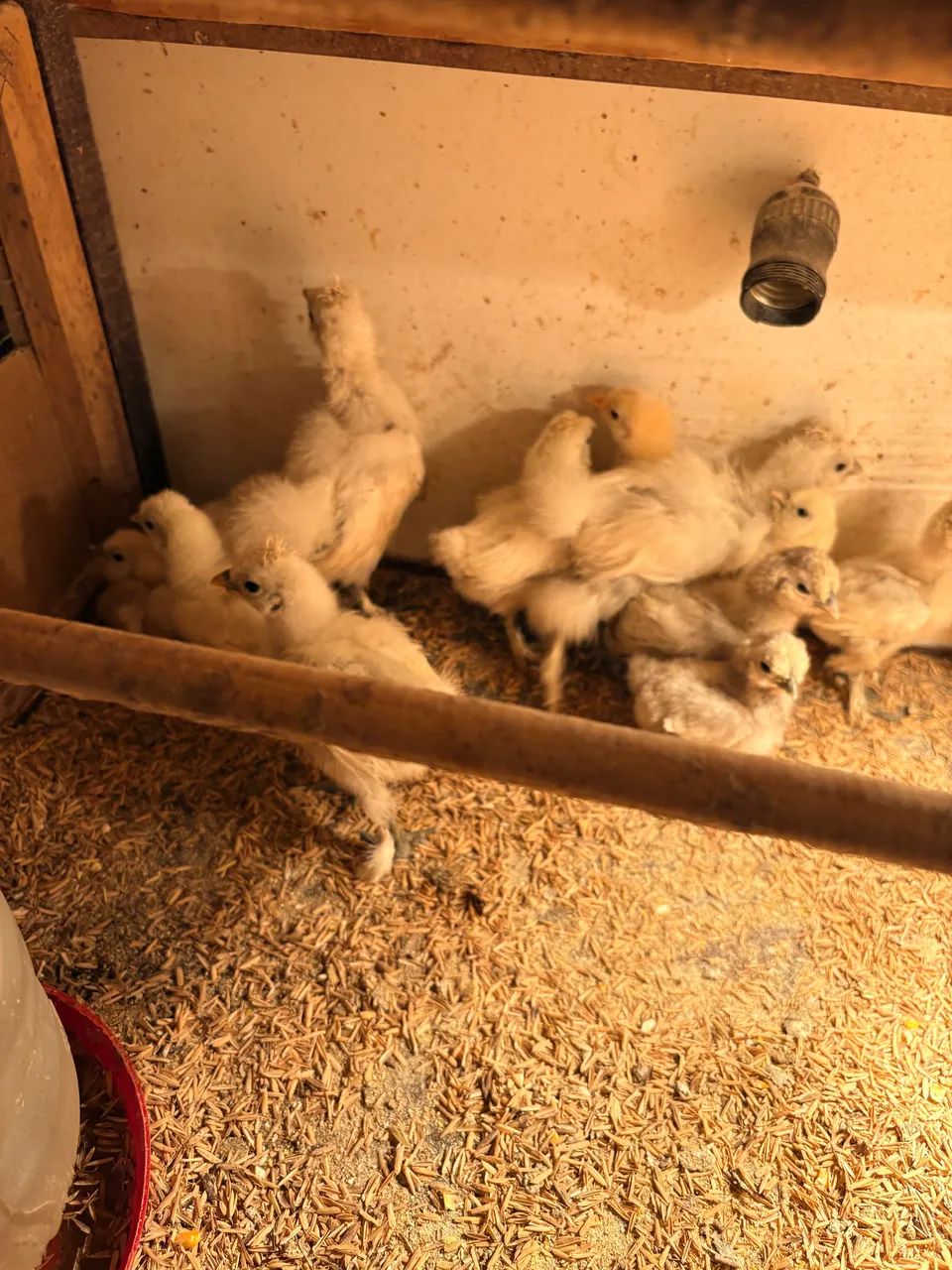 Pintinhos de Garnize, Brahma e Sedosa  - Foto 2