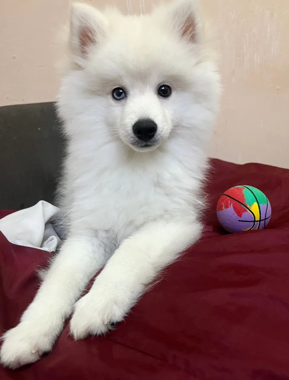 Pomsky