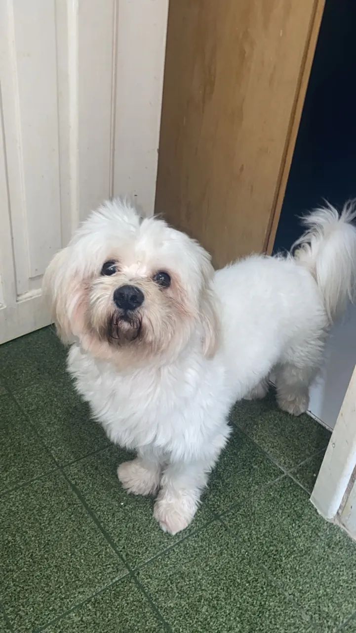 Cachorro lhasa apso 