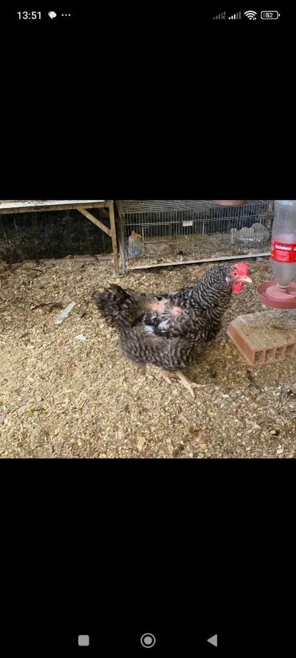 Galinhas sertaneja balão, franguinhos e galos.. - Foto 3