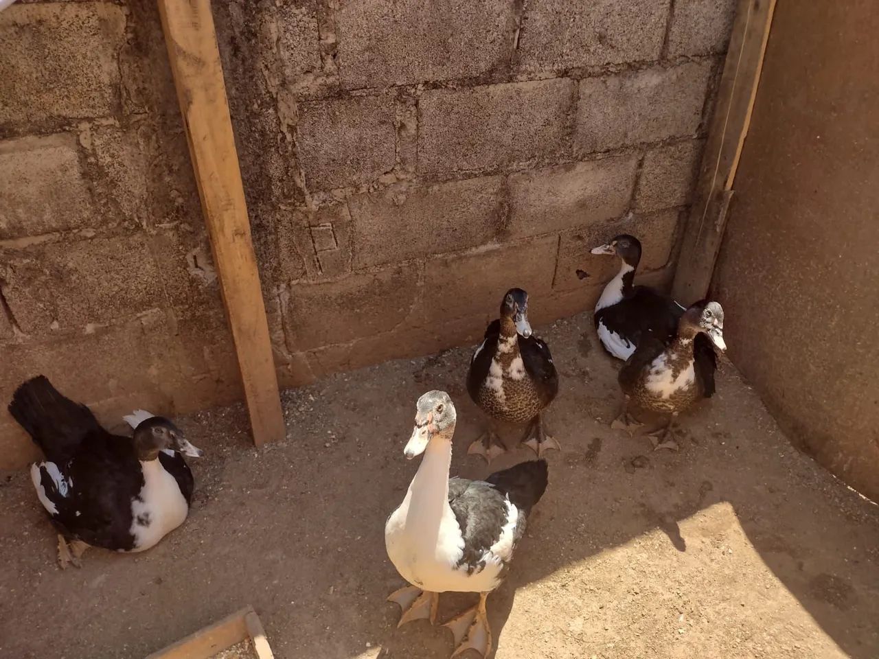 Vendo patos - Foto 2
