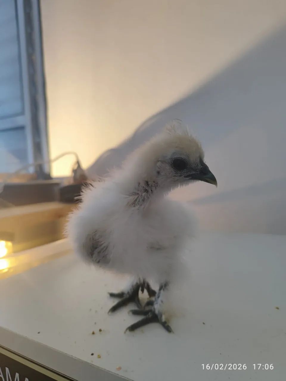 PINTINHOS SEDOSA DO JAPÃO - 3 SEMANAS - Foto 3