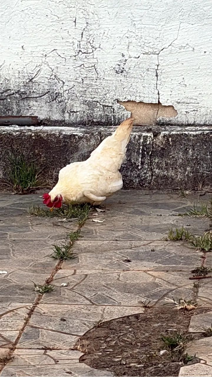 Galinha garnizé  - Foto 2