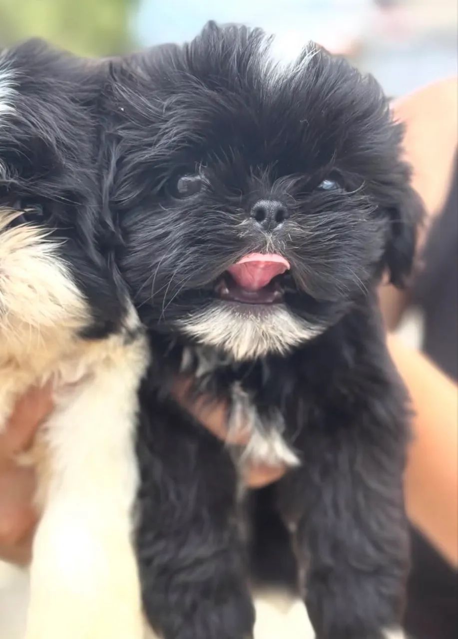 Filhote de shih tzu mini  - Foto 3