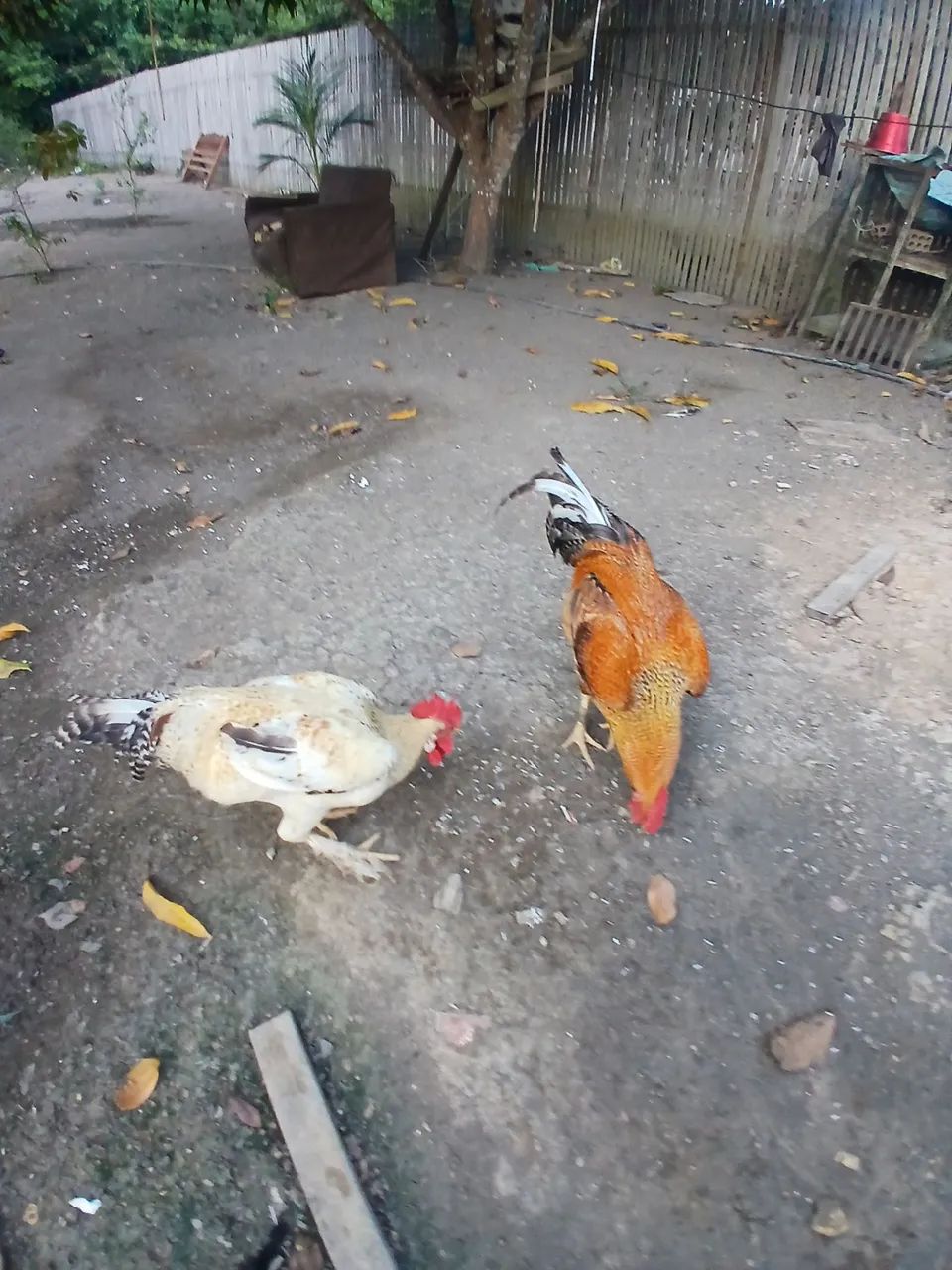 Galinha - Foto 3