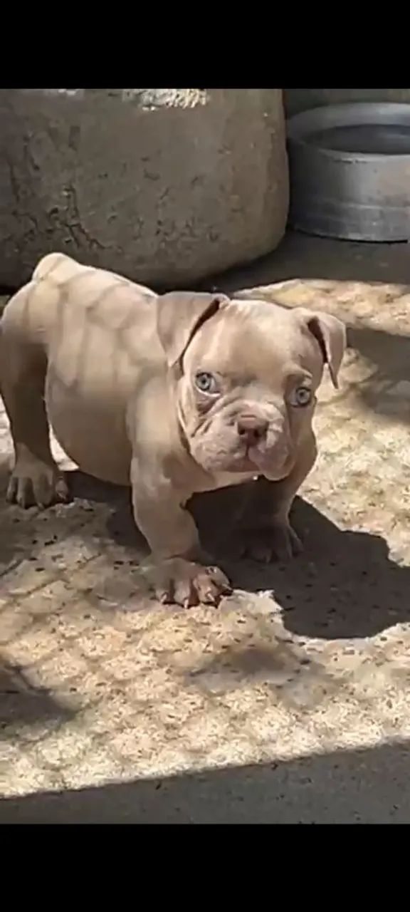 American Bully micro Auto Padrão  - Foto 4