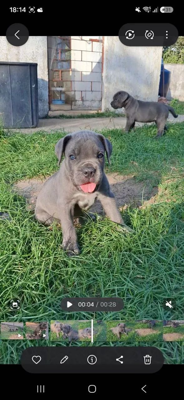 Cane Corso - Filhotes - Foto 2