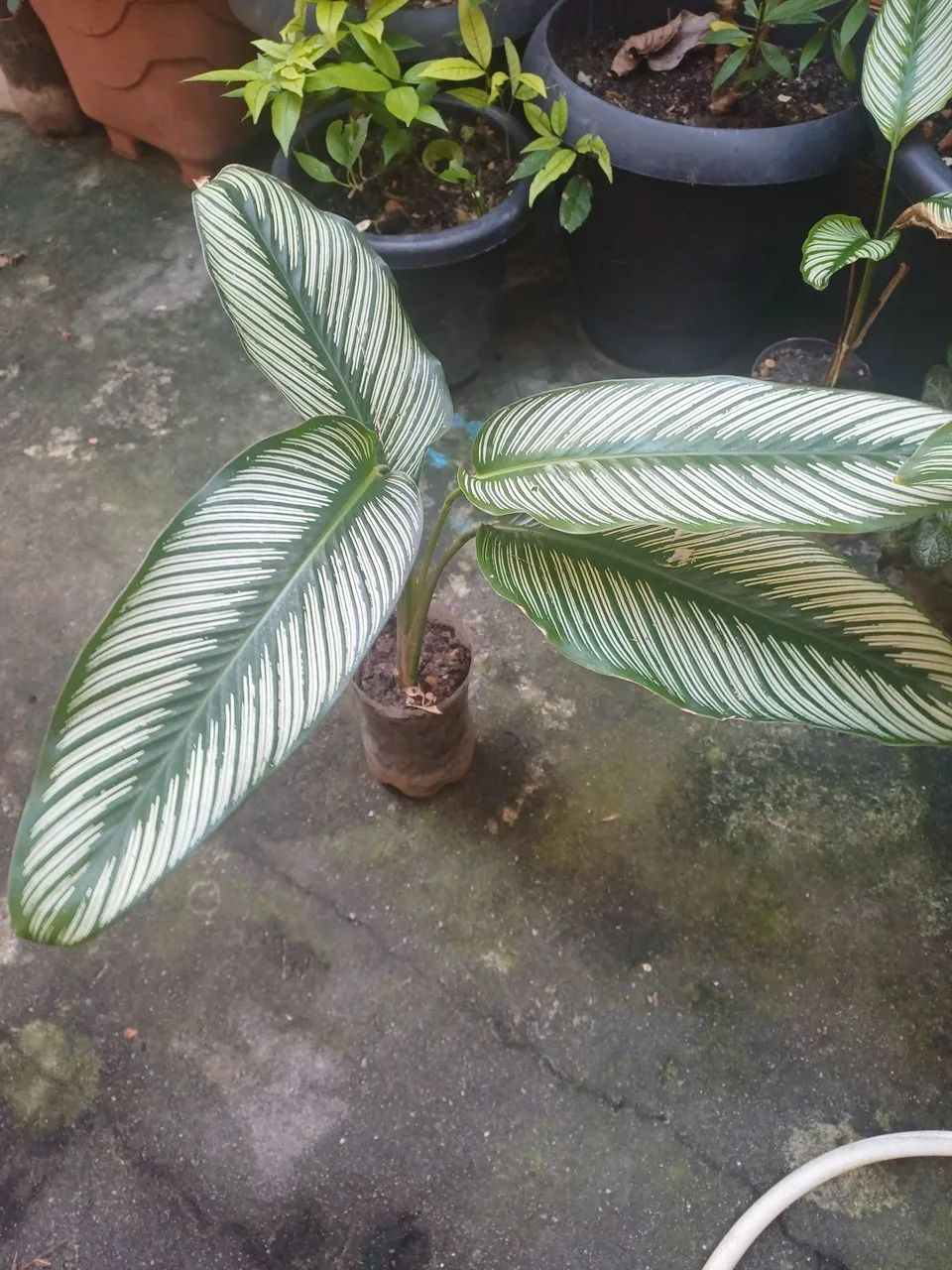 Plantas e mudas de Maranta  - Foto 2
