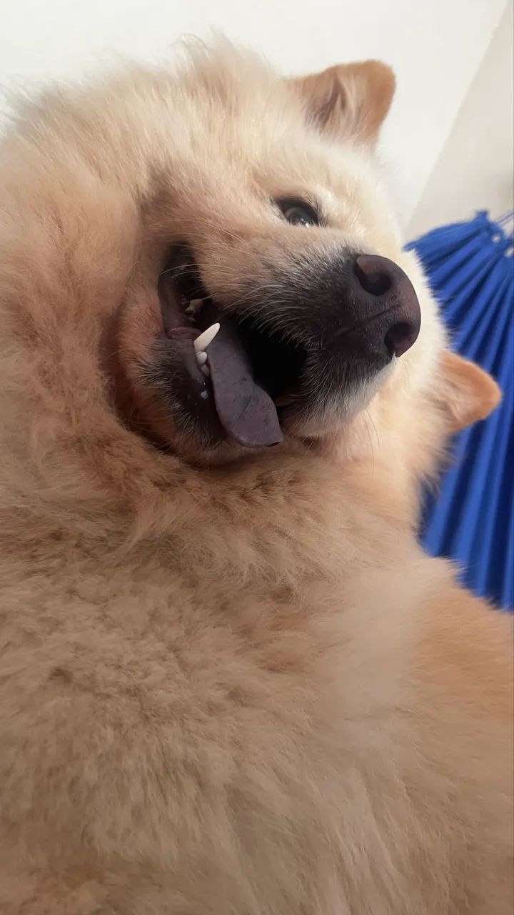 Chow Chow  - Foto 3
