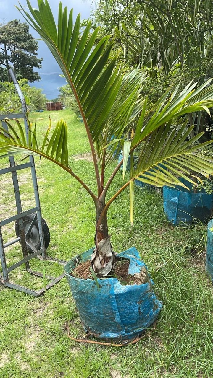 Palmeira garrafa  - Foto 4
