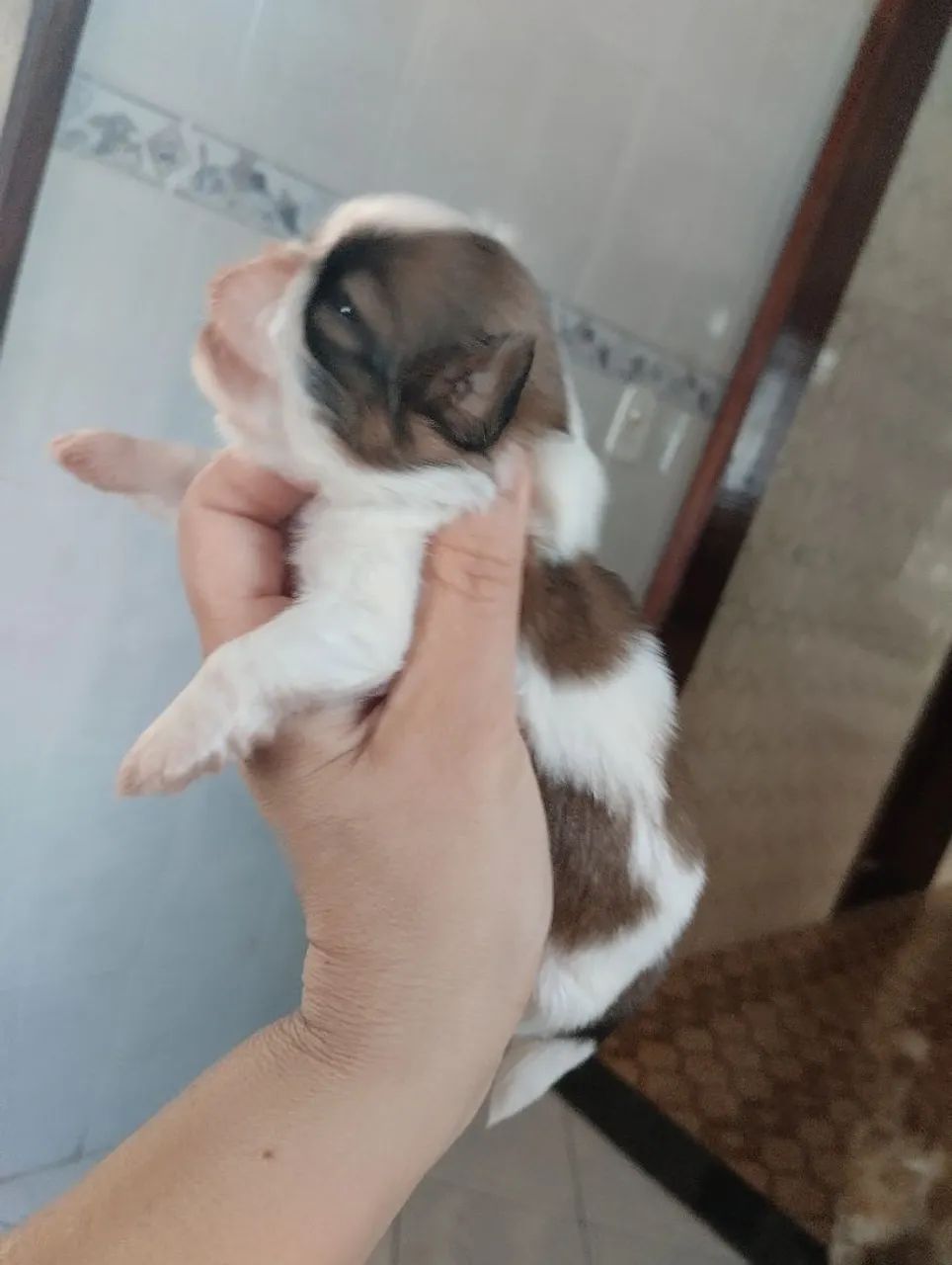 Fêmea Shih tzu 