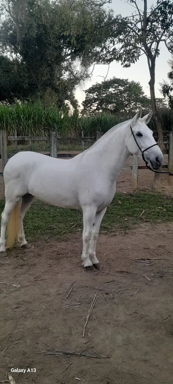 Égua Mangalarga Marchador  - Foto 4