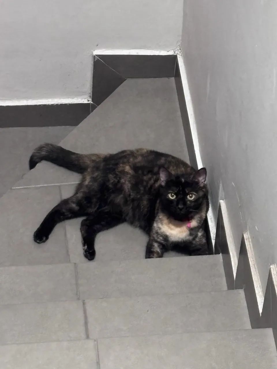 DOAÇÃO DE GATA - Foto 2