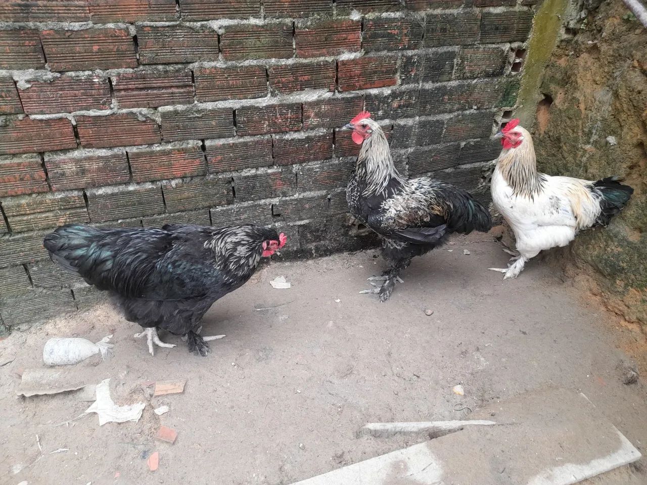 Galo brahma - Foto 5