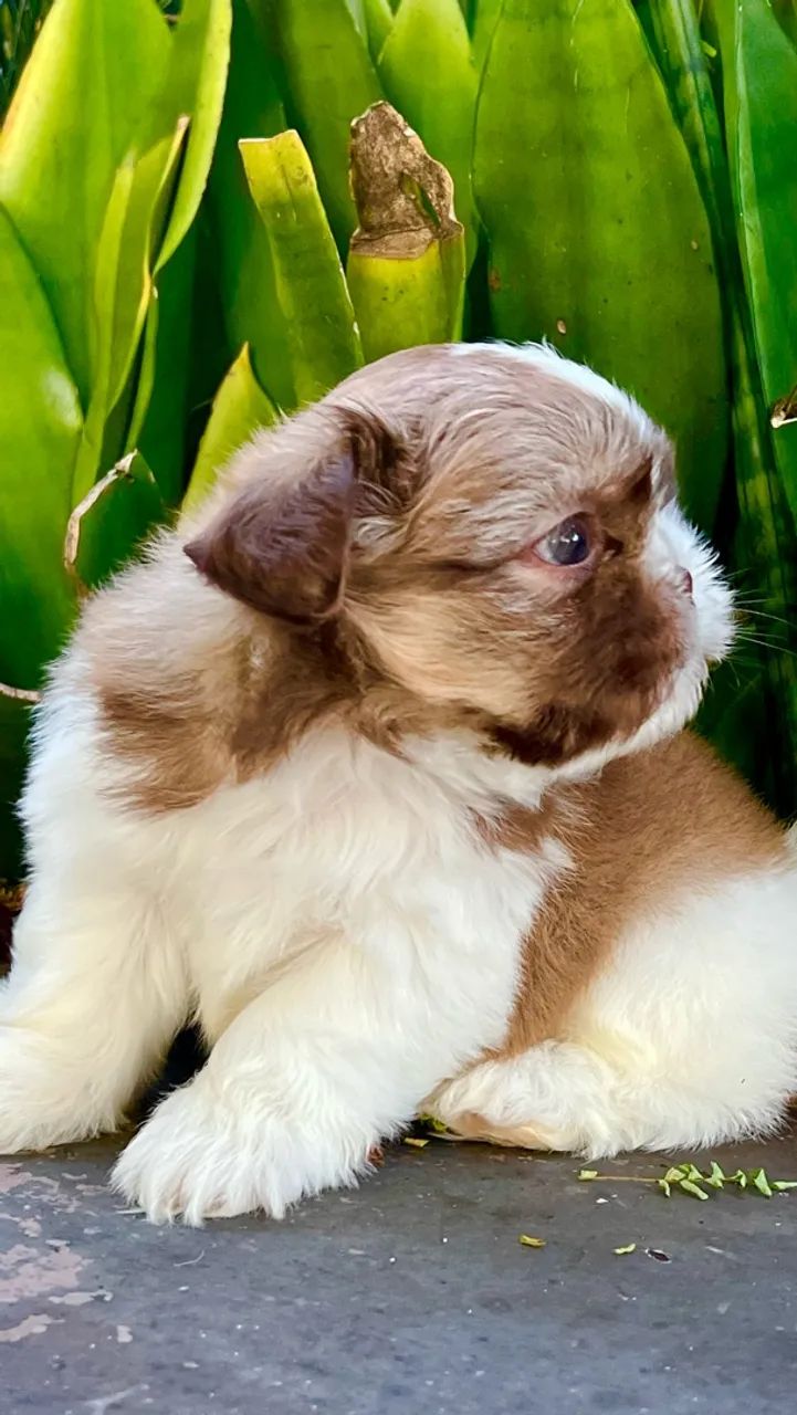 Shihtzu macho linhagem chocolate. - Foto 5