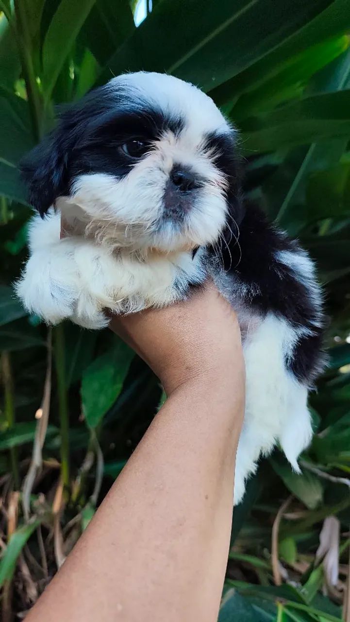 Macjo de shihtzu a pronta entrega  - Foto 5