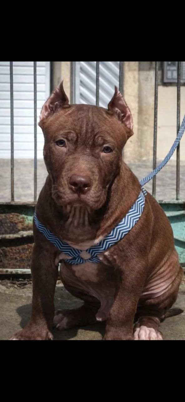 Pit Monster bisneto do Bearzilla - Macho