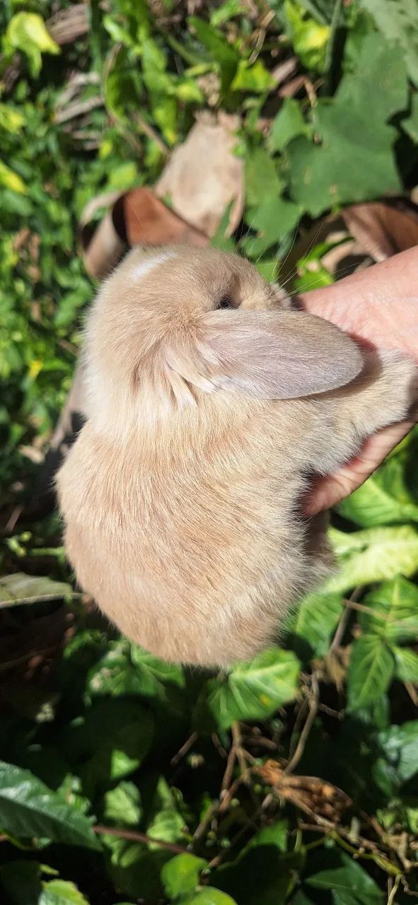 Mini coelhos lop - Foto 2