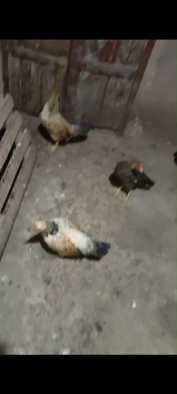 Vende - frangas média e um frango médio caipira 