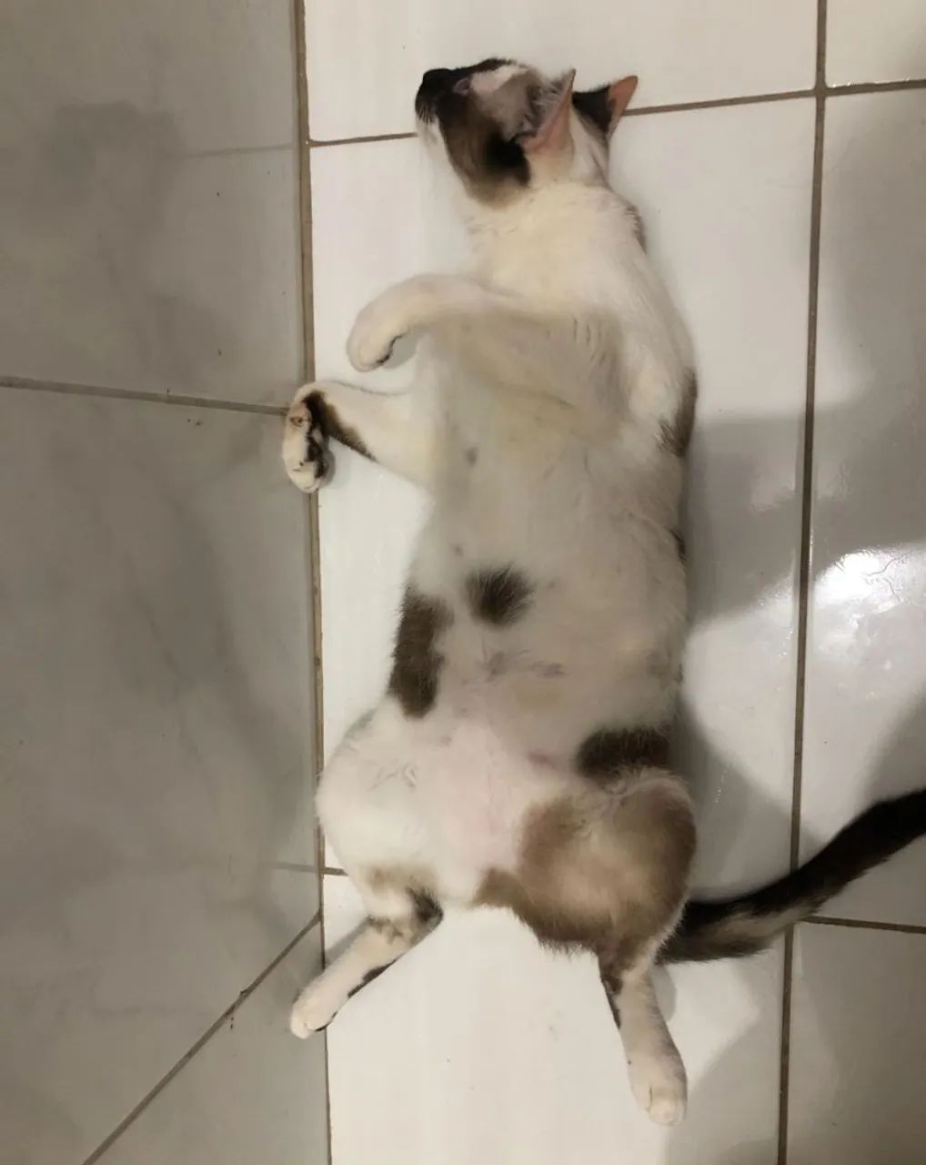 Doação gatinha - Foto 5