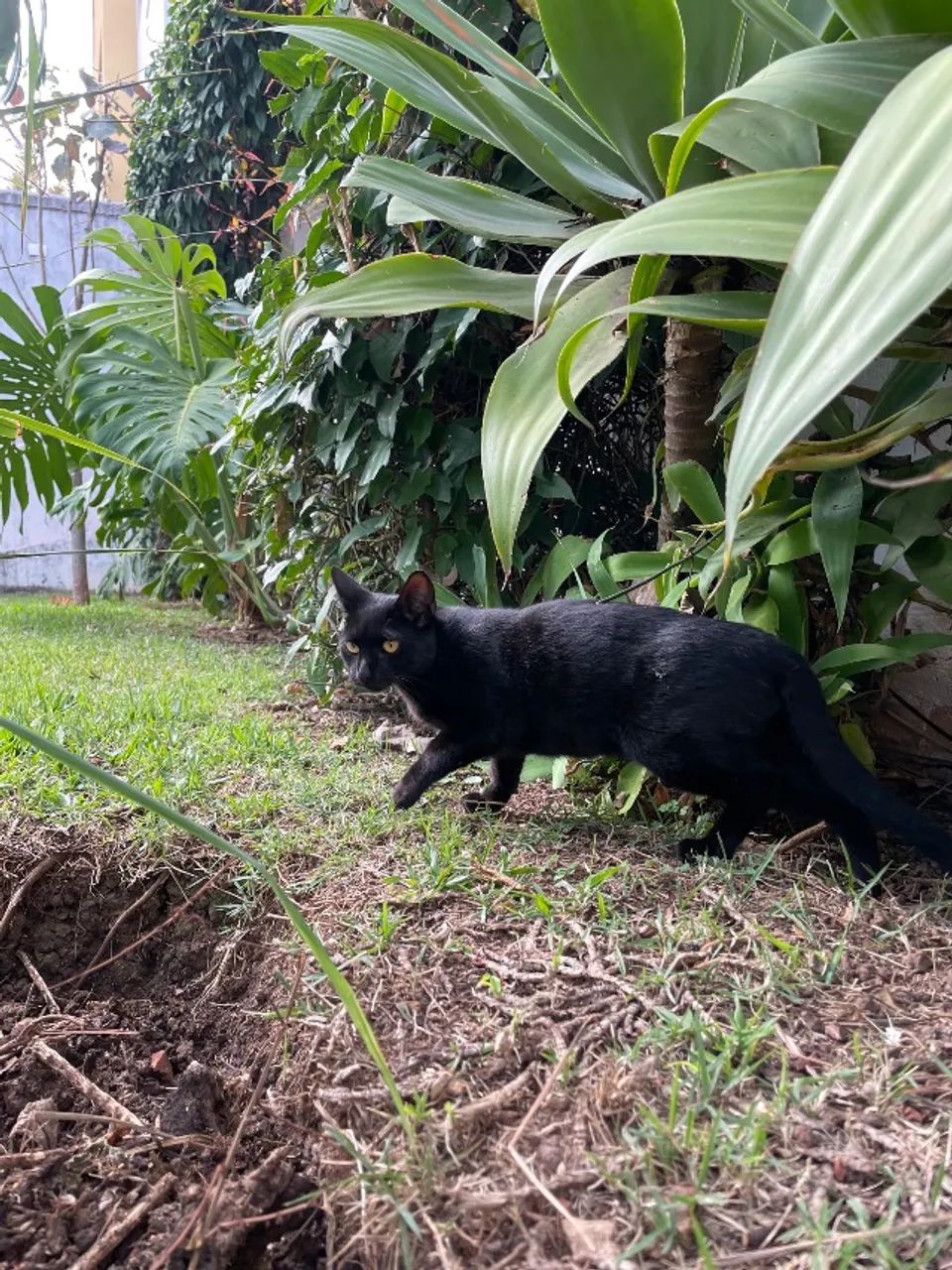 Gatinho preto  - Foto 4