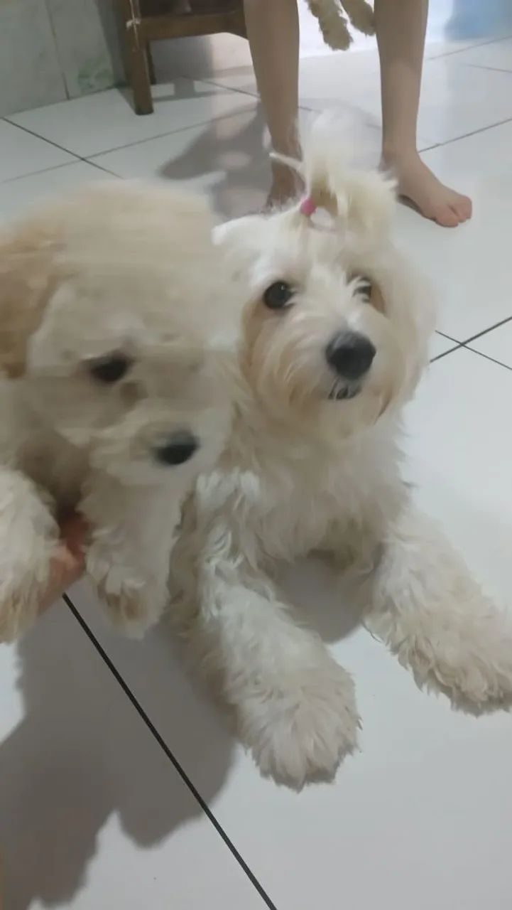 Filhotes de Poodle  - Foto 4