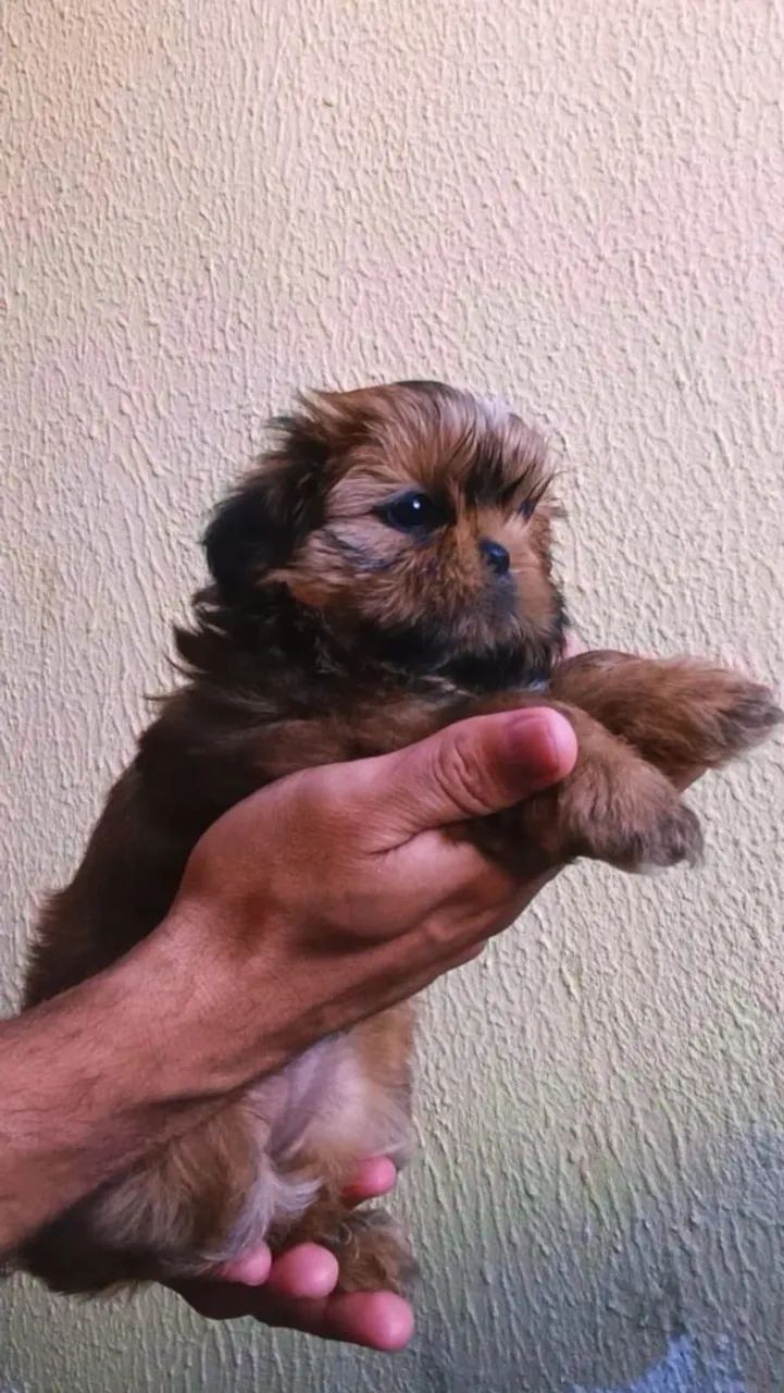 Shih tzu - Foto 2