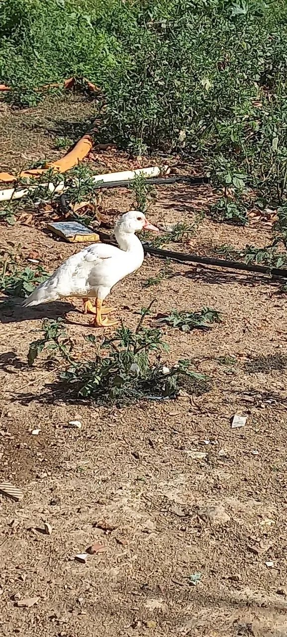 Patos  - Foto 2