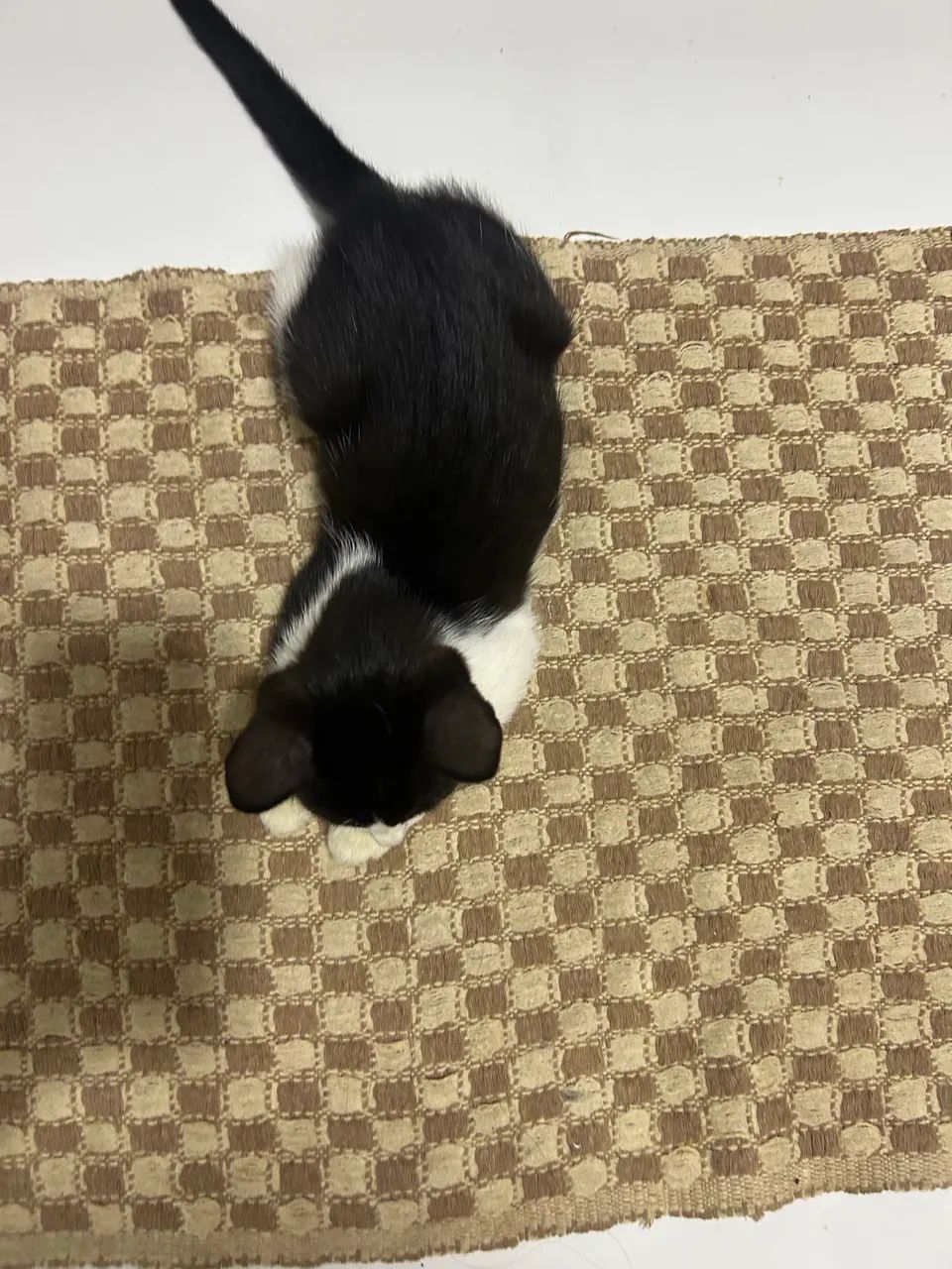 Gatinha  - Foto 3