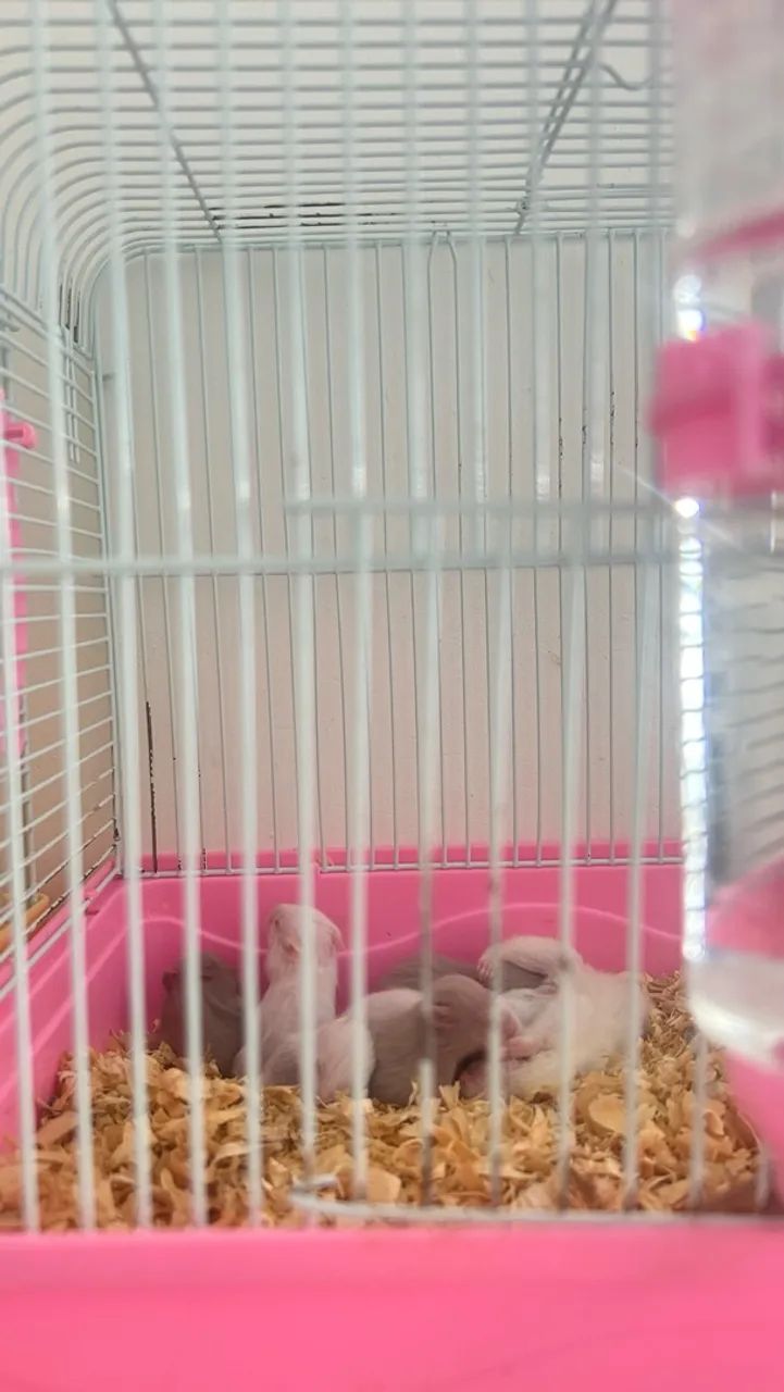 Filhote de Hamster - Foto 2