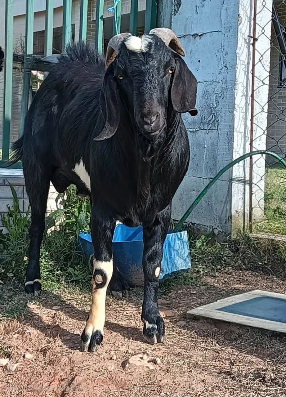 Bodes adulto e filhote 