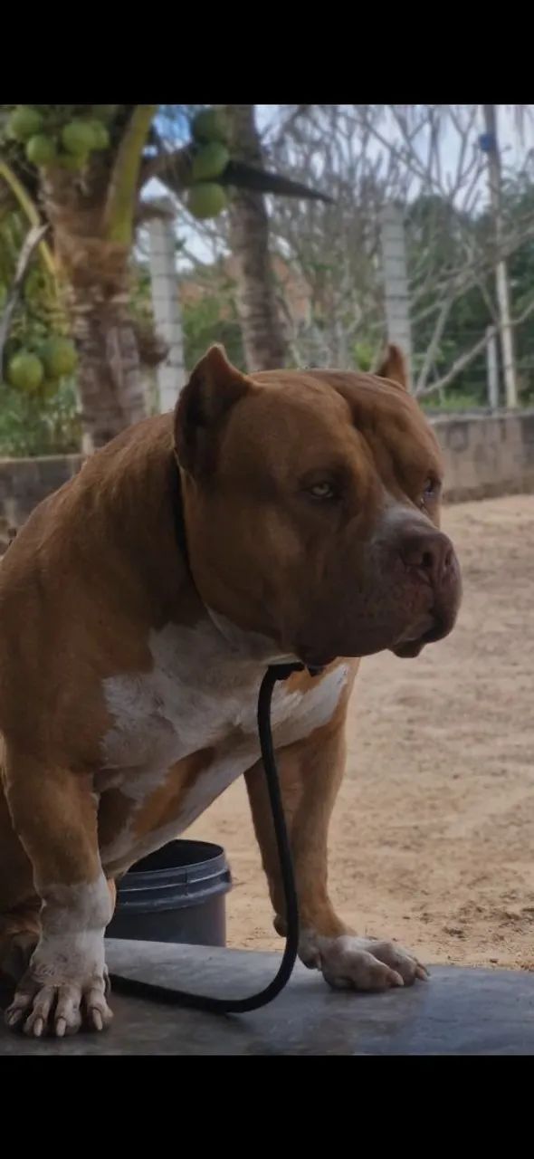 Pitmonster disponível 