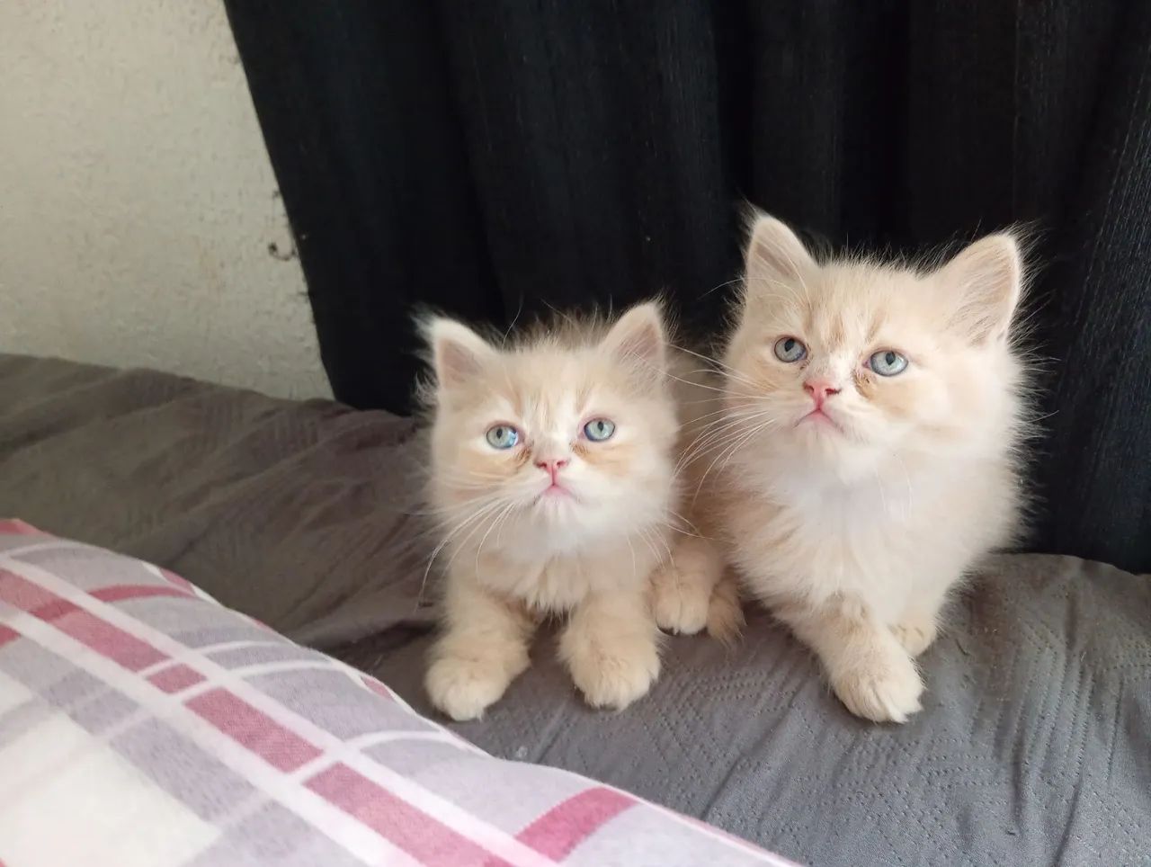 Gato