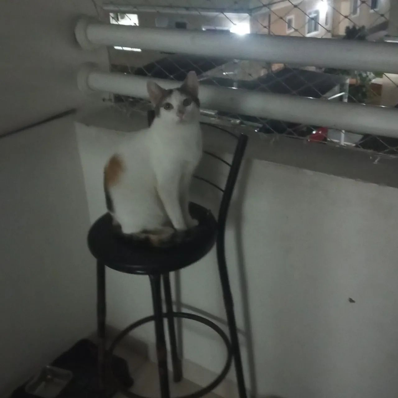 Gata castrada  - Foto 2