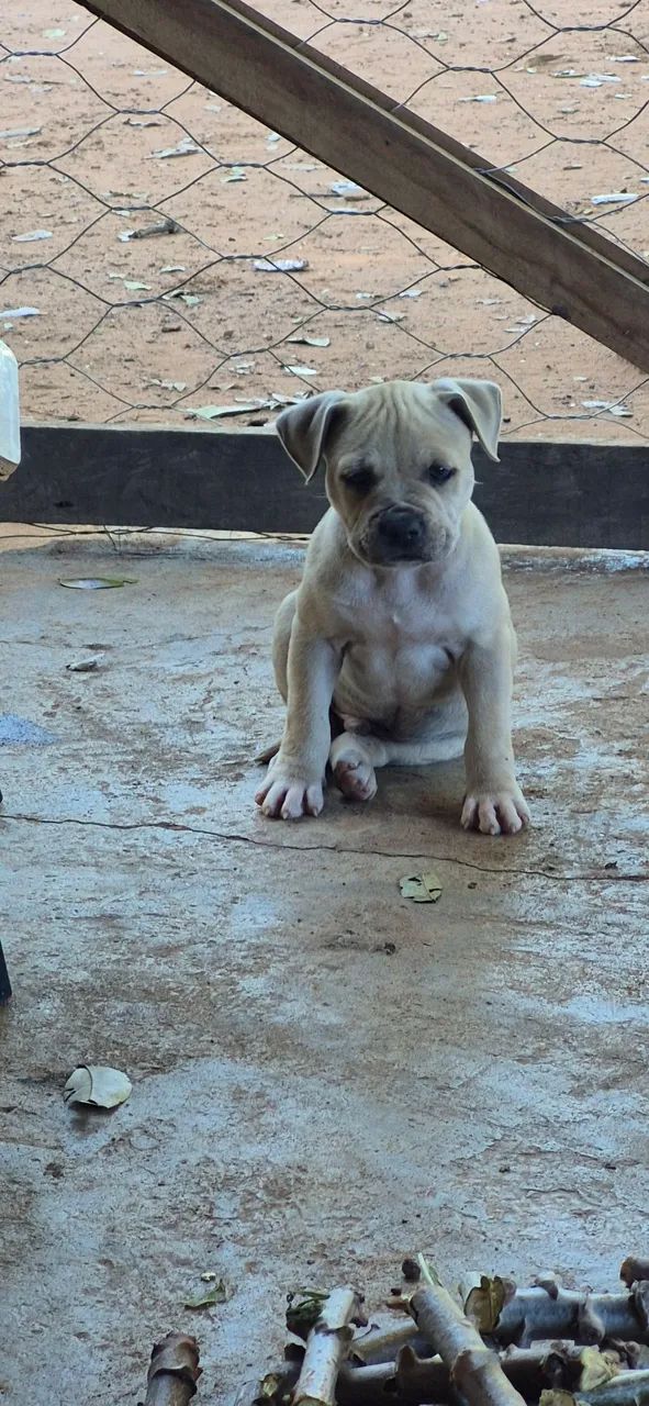 Cachorro - Foto 2