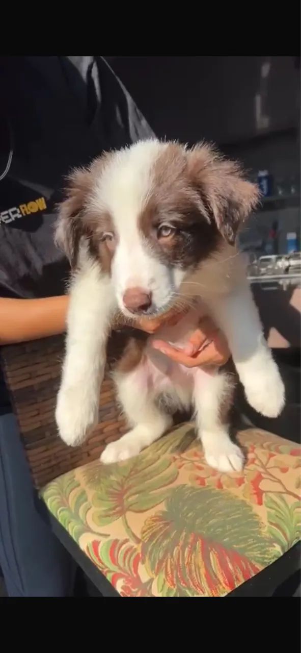 Cachorro Border collie - Foto 4